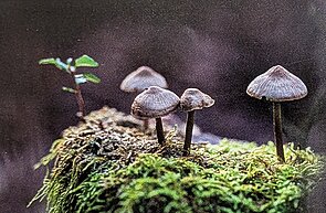 Pilze auf Moos Fotografiert von Waldemar Piontek