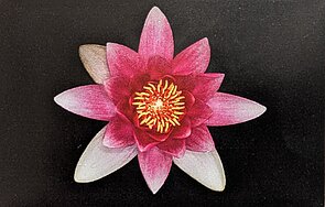 Blüte Fotografiert von Peter Weber